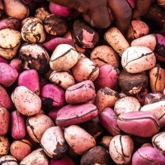 Kola Nuts