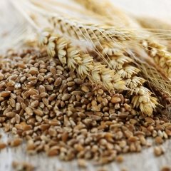 Wheat