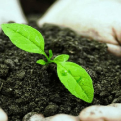 Biofertilizer