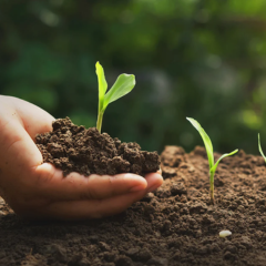 Organic Compost