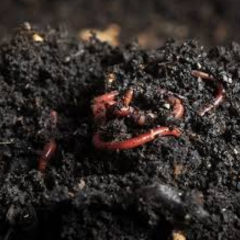 Vermicompost