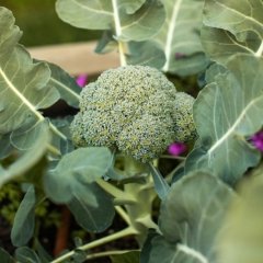 Brocolli
