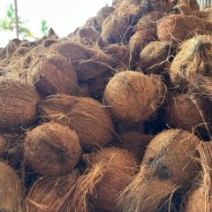 Coconut