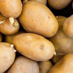 Potato