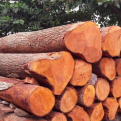 Mahogany Wood